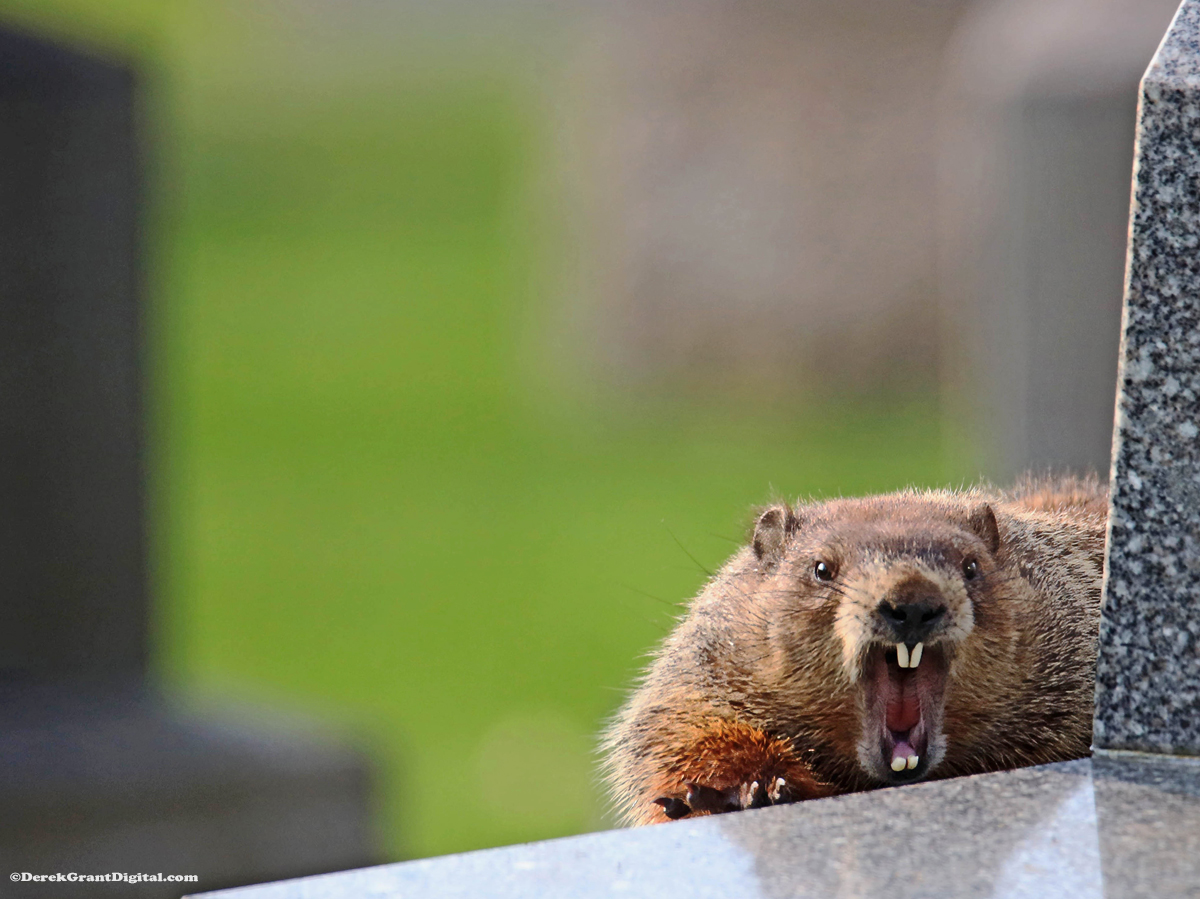 NaturePaparazzi's tweet photo. You predict what with whom?  #ShareYourWeather #ThePhotoHour #StormHour #GroundhogDay #Rodent @MurphTWN @weathernetwork https://t.co/3raAYjKZof
