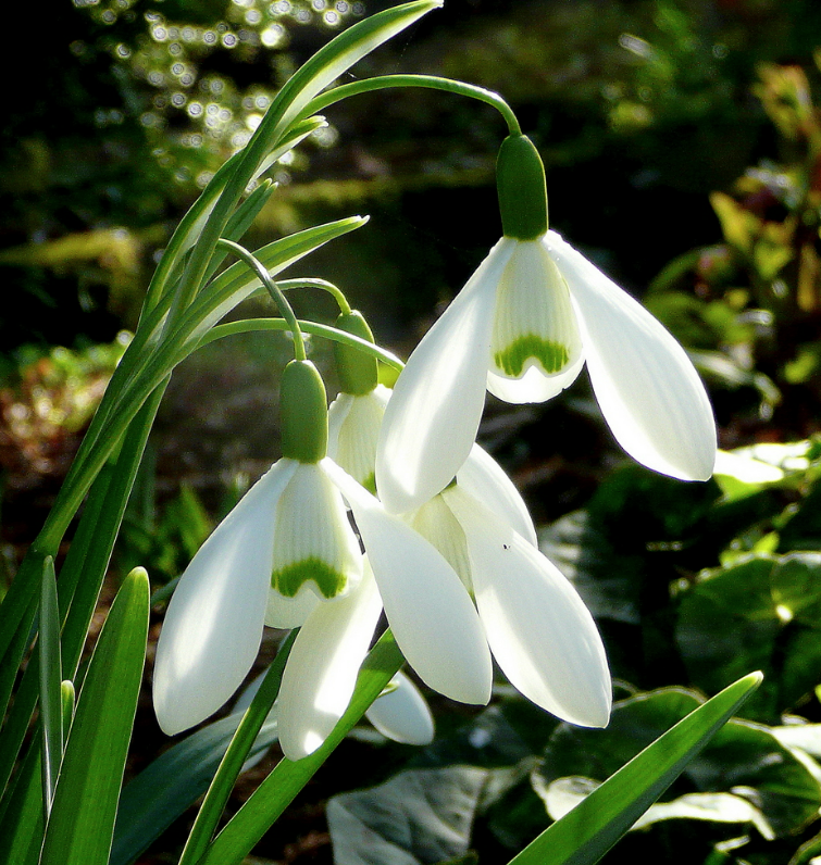GyfraithGogledd's tweet photo. The sun is shining in North Wales today! ☀️ After a busy winter embedding new staff and getting our legal aid housing contract up and running, we’re taking our cue from the snowdrops and popping our heads up to let everyone know we’re still here. 1/4 https://t.co/yVbDANyAf7
