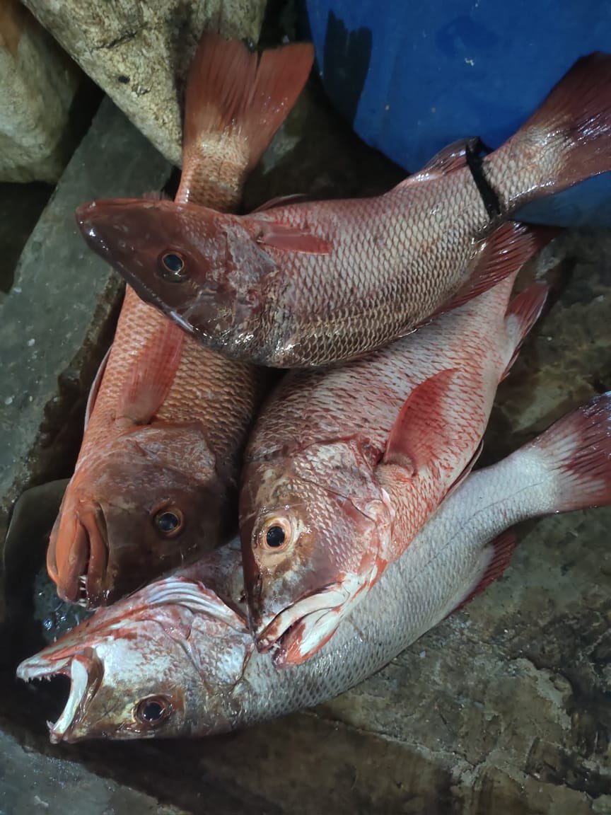ammank_thoogie's tweet photo. Selasa (28/1), Andi Arman, Luhkan Kab. Pasangkayu, di KUB Lolo Tallasa Ds Tikke, melaporkan tangkapan ikan, dengan alat Pukat, Januari 2025 sebanyak 14 kg, harga jual 50000/kg #GiatLuhkanSatminkalMaros #Pasangkayu #Tangkap https://t.co/Gjsm17sElZ