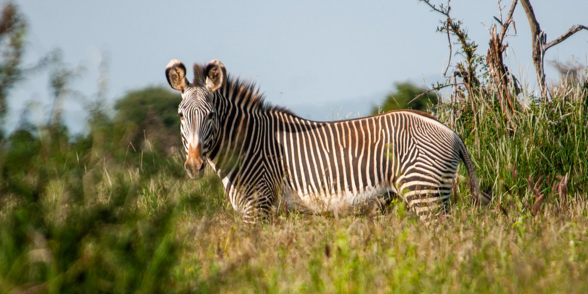 Mpala Research Centre / @mpalarc.bsky.social tweet media
