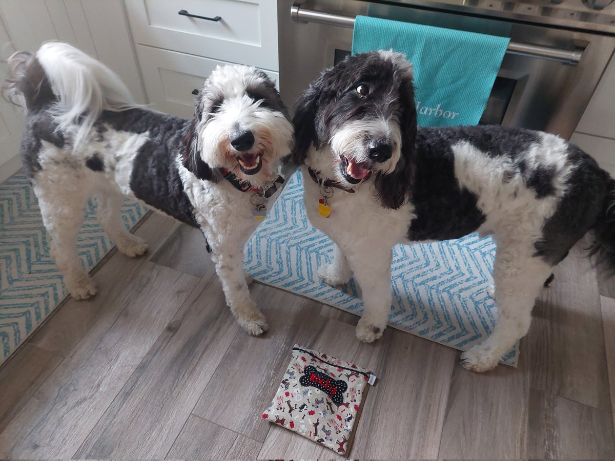 Happy FriYAY, pals! 🙌😊 #schooldays #dogsoftwitter #DogsOfX