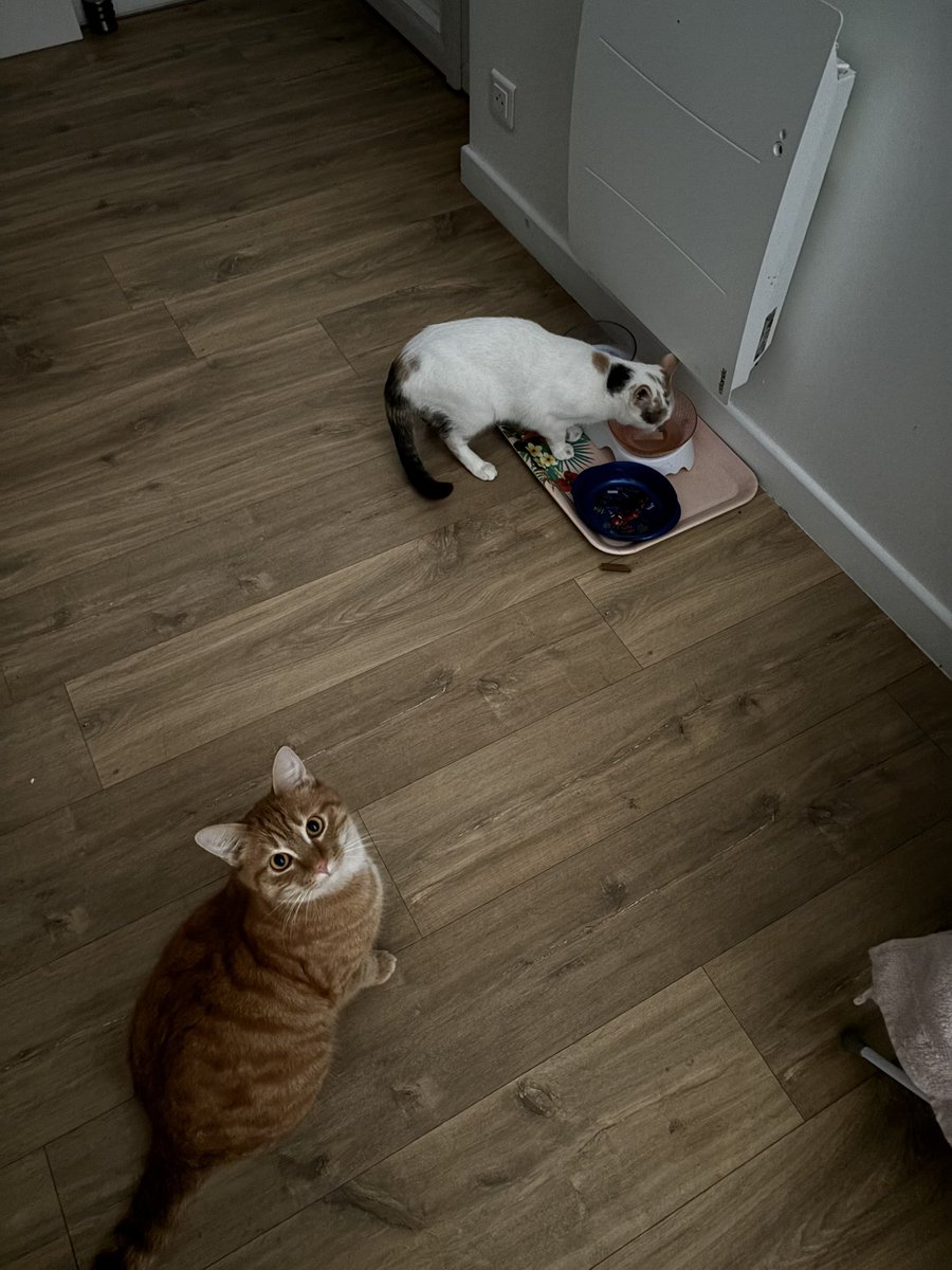 Mon fils (orange) vient de ramener une fille à la maison