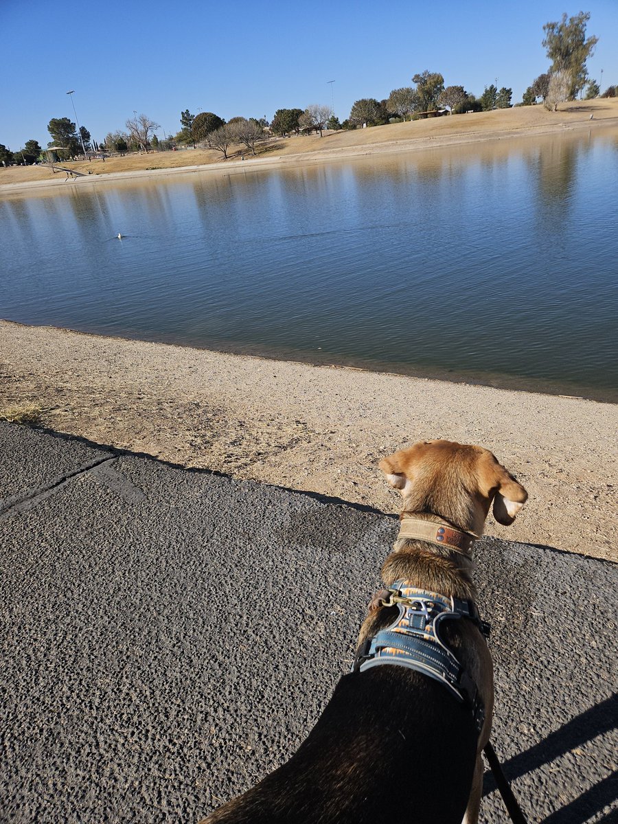 Lara Hamwey (@tucparksrecdir) on Twitter photo A few days ago Leroy and I visited Lakeside Park. Our new intention to visit parks and evaluate how dog friendly they are. Great spot for views of the water and ducks. Easy to get 1- 2 mile walk in. All dogs encountered were on a leash. Remember #leashupcleanup <a href="/TucsonParksRec/">Tucson Parks and Rec</a> A few days ago Leroy and I visited Lakeside Park. Our new intention to visit parks and evaluate how dog friendly they are. Great spot for views of the water and ducks. Easy to get 1- 2 mile walk in. All dogs encountered were on a leash. Remember #leashupcleanup <a href="/TucsonParksRec/">Tucson Parks and Rec</a>