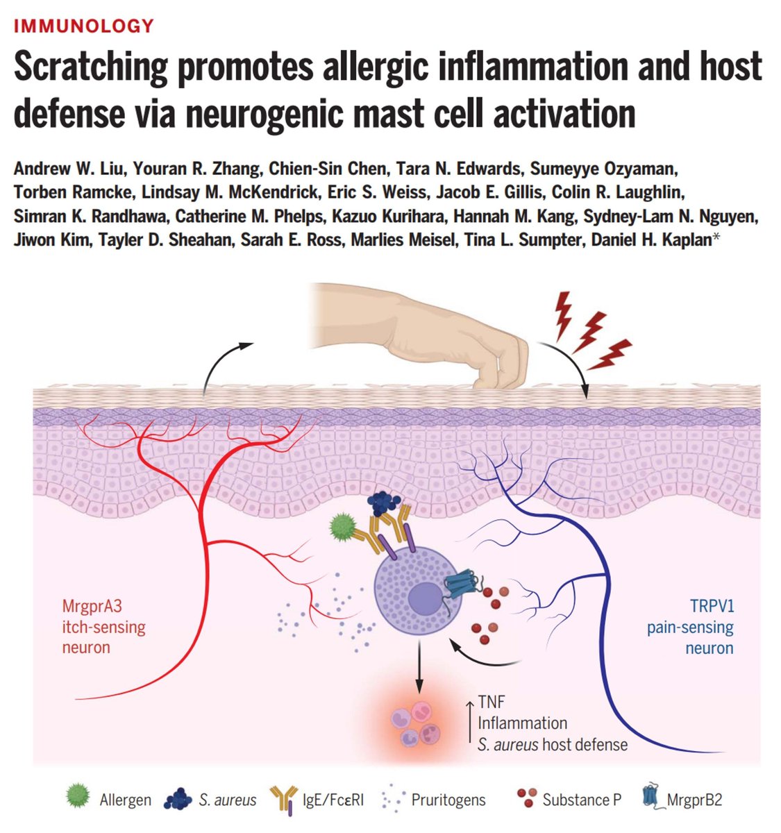 Sarah Ross (@sarah_h_ross) on Twitter photo #Immunology out now <a href="/ScienceMagazine/">Science Magazine</a>:
Scratching in mice promotes pain-sensing neurons to release a neuropeptide that stimulated antigen-activated mast cells to degranulate and produce inflammatory mediators.
buff.ly/4hDAgF2
From Andrew Liu, <a href="/KaplanLab/">Dan Kaplan</a> et al #Immunology out now <a href="/ScienceMagazine/">Science Magazine</a>:
Scratching in mice promotes pain-sensing neurons to release a neuropeptide that stimulated antigen-activated mast cells to degranulate and produce inflammatory mediators.
buff.ly/4hDAgF2
From Andrew Liu, <a href="/KaplanLab/">Dan Kaplan</a> et al