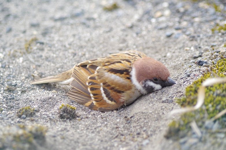 今日もお気に入りの砂場で砂浴びだ

#雀 #スズメ #すずめ #sparrow #鳥 #小鳥 #野鳥 #ちゅん活 #スズメ写真集 #bird