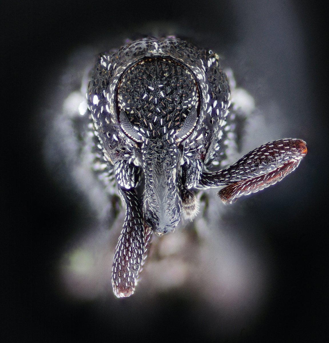 Plague Doctor #Beetle.  Or so technician Andres Croft has christened this unknown #weevil.  I can see his point.  I also see the point of not knowing which weevil this is since there are 256 known species in Maryland and that number continues to climb.