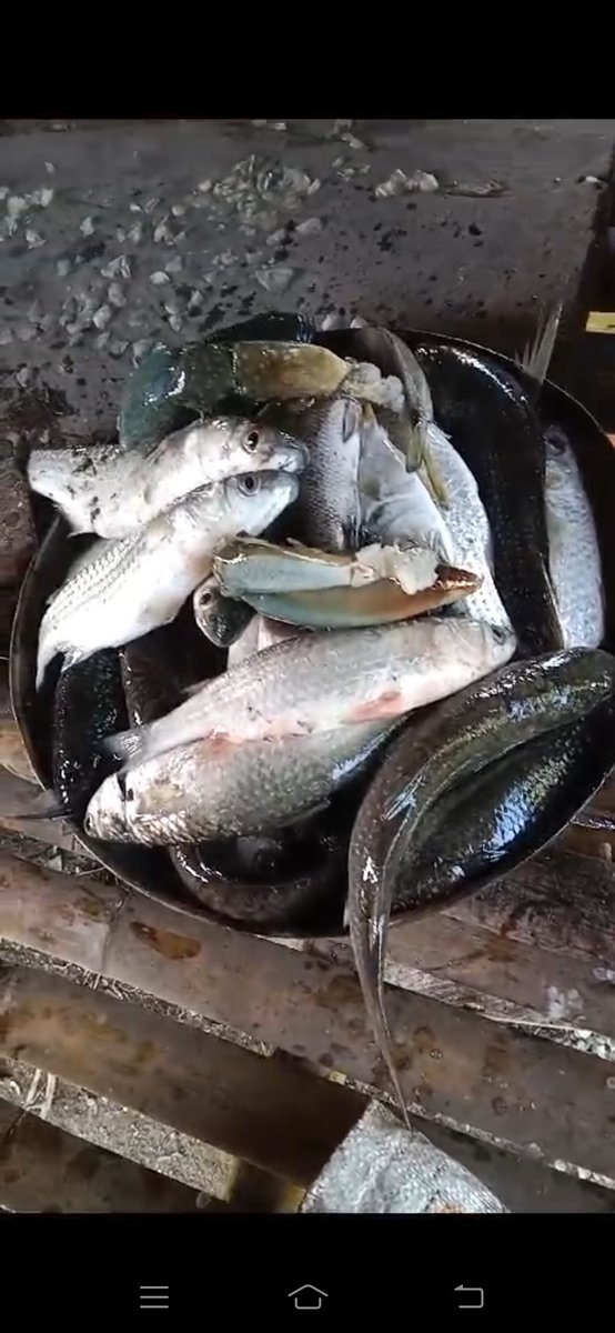RuslanWulang's tweet photo. Jumat (31/01), Ruslan Umar Wulang, S.Pi Luhkan Kab. Sumba Tengah di KUB Mentari Pagi Desa Ngadu Mbolu melaporkan produksi tangkapan ikan Yunus N. Manurara ikan belanak 17 Kg, harga Rp.35.000/Kg alat tangkap jaring insang.
#GiatLuhkanSatminkalGONDOL
#luhlapor 
#SumbaTeng
#Tangkap https://t.co/KbwZ6jSyV7
