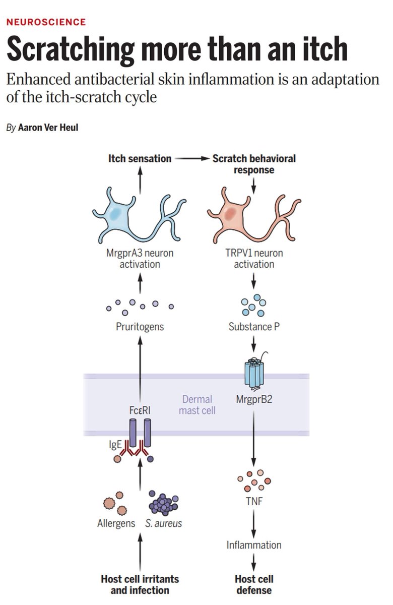 Sarah Ross (@sarah_h_ross) on Twitter photo This Perspective from Aaron Ver Heul (<a href="/aaronverheul/">Aaron Ver Heul</a>) puts the work of Andrew Liu, <a href="/KaplanLab/">Dan Kaplan</a> et al into context.
buff.ly/40Bp1G1
#Immunology <a href="/ScienceMagazine/">Science Magazine</a> This Perspective from Aaron Ver Heul (<a href="/aaronverheul/">Aaron Ver Heul</a>) puts the work of Andrew Liu, <a href="/KaplanLab/">Dan Kaplan</a> et al into context.
buff.ly/40Bp1G1
#Immunology <a href="/ScienceMagazine/">Science Magazine</a>