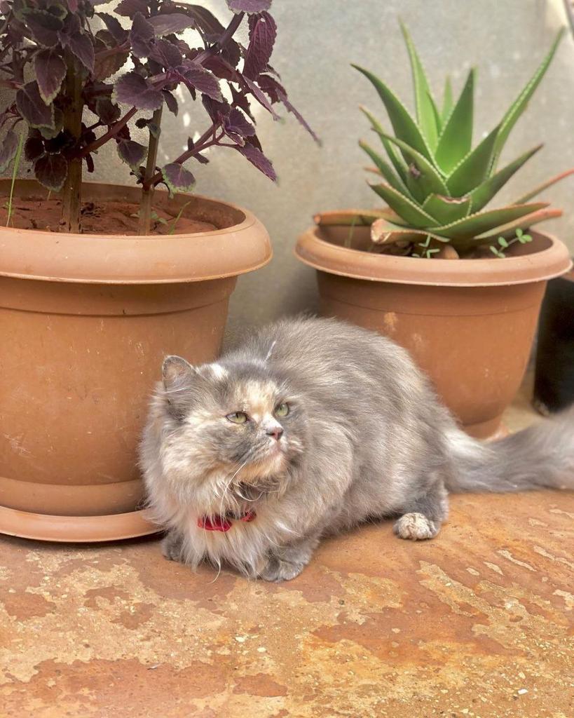 DrDmdom's tweet photo. 🐈🐾🐱 #يوم_الجمعة https://t.co/HO8uIM9SDG