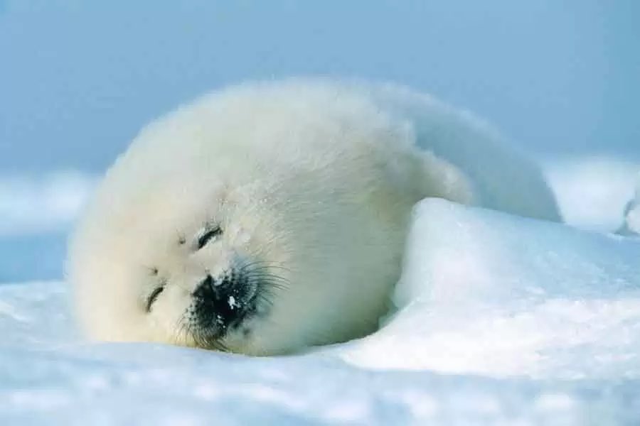 Gomamu_'s tweet image. Due to the impact of global warming, drifting ice is decreasing, and tours to see harp seal pups have been canceled.

Since it was the only tour available, the chances of seeing them in the future seem hopeless…

But I just can’t give up!
#HarpSeal #ClimateChange