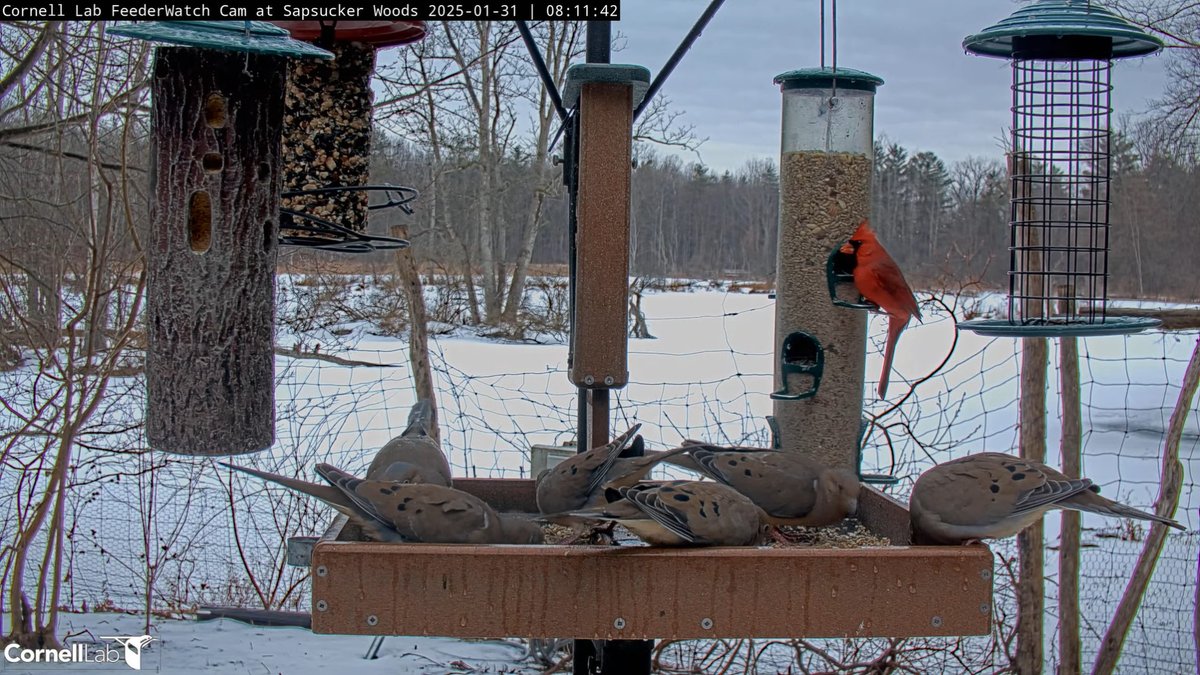 08:11, 1/31   Northern Cardinal joins the Mourning Dove party   #cornellfeeders