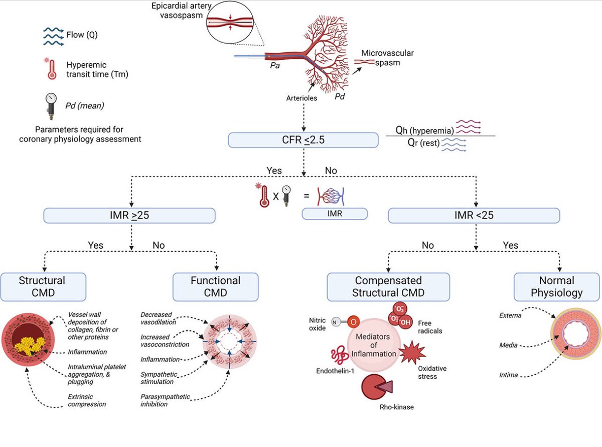 Kalyan Chitturi (@kalchitturi) on Twitter photo Our technical review, Coronary microvascular dysfunction endotypes: IMR tips and tricks, was just published in <a href="/CRMjournal/">CRMjournal</a>. This article reviews CMD endotypes, techniques for microvascular assessment, and tips and tricks for accurate diagnosis.
bit.ly/40ZpDFV Our technical review, Coronary microvascular dysfunction endotypes: IMR tips and tricks, was just published in <a href="/CRMjournal/">CRMjournal</a>. This article reviews CMD endotypes, techniques for microvascular assessment, and tips and tricks for accurate diagnosis.
bit.ly/40ZpDFV