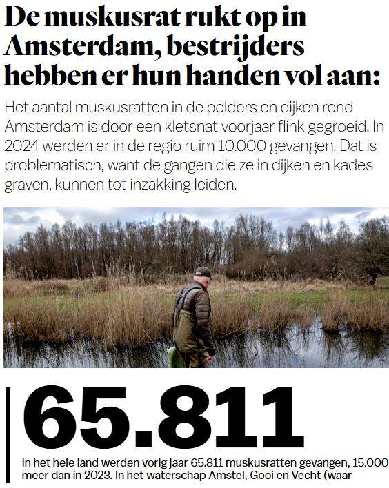 10.000 muskusratten vermoord in Amsterdam parool.nl/amsterdam/de-m…

De Groenen willen inzetten op alternatieven, zoals preventie en graafwerende maatregelen. #AGVindebat 
En vangst niet vernietigen, maar op het menu, zodat de bioindustrie kan krimpen! nrc.nl/nieuws/2022/11…