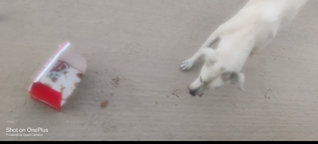 MountainFox77's tweet photo. @KFC_India @kfc gives rotten and stale chicken to customer ,when chicken is given to the dog,he refused.This shows how bad chicken was given nd if you complain,they won't accept fault. Please Stay away from companies for whom chicken worth Rs127 is more than value of a man's life https://t.co/4FfsmWXoVk