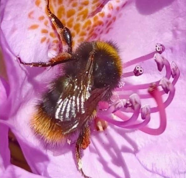Bald werden die Frühlingsfarben uns wieder erfreuen. 🌷🌼🌺
