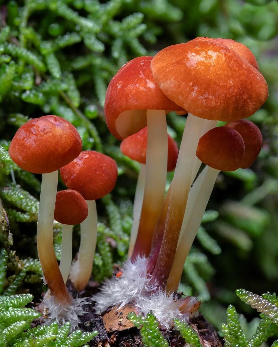 CSIRO (@csiro) on Twitter photo For the softest landing. 🪂
The striking Velvet Parachute (Marasmius elegans) fungus can be found in the litter of wet native eucalypt forests.
📷 | echidnacharlie on Instagram
💻 | <a href="/atlaslivingaust/">Atlas of Living Aust</a>: bie.ala.org.au/species/https:…
#FungiFriday For the softest landing. 🪂
The striking Velvet Parachute (Marasmius elegans) fungus can be found in the litter of wet native eucalypt forests.
📷 | echidnacharlie on Instagram
💻 | <a href="/atlaslivingaust/">Atlas of Living Aust</a>: bie.ala.org.au/species/https:…
#FungiFriday