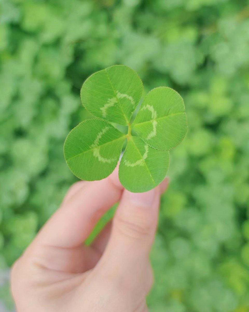 chiyo_mama_'s tweet photo. ふたご座 
おうし座 
いて座 
みずがめ座 
そして、、やぎ座のあなた🍀 

この土日に
思わず涙が流れてしまうほどの
奇跡の連続に見舞われるでしょう❤️

風の時代、絶対に幸せになりたい人は
リプに『🍀』で効果万倍です🌏 https://t.co/VtAX5zzr5S