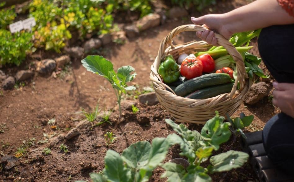SogamaXunta's tweet photo. 🌱 O Concello das Somozas (A Coruña) únese ao programa de compostaxe doméstica de Sogama con 50 composteiros para reducir residuos e fomentar a economía circular.
Pequenos xestos, grandes cambios! ♻️💚
🔗 https://t.co/bZItY5p7AA
#Compostaxe #Sostibilidade #EconomíaCircular https://t.co/d7lkfq3S3N