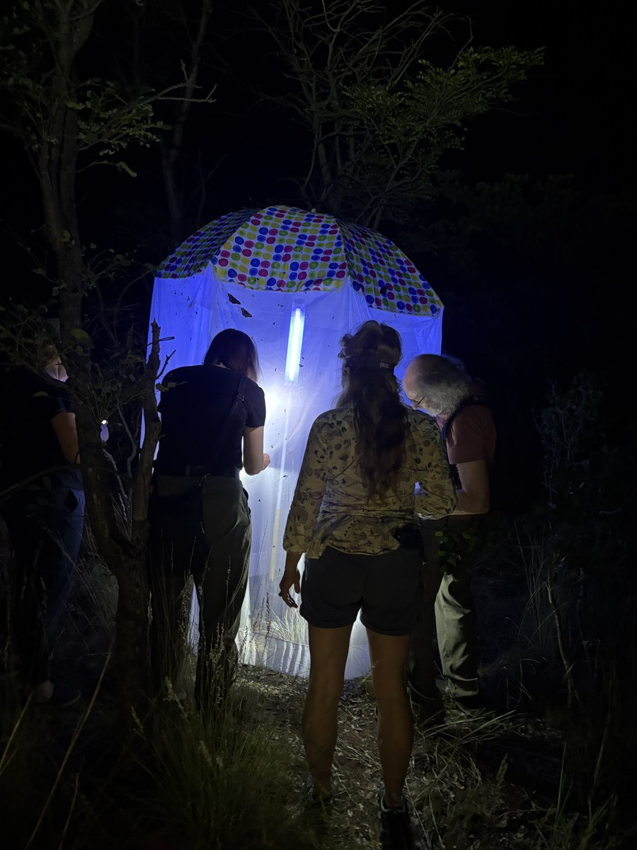 pritha126's tweet image. The 12th @ForumHerbulot just concluded!
I have known these people since I began studying moths, who taught me a lot, and now I can affectionately say they are friends :)
A wonderful week spent amidst South African moths and hospitality!
