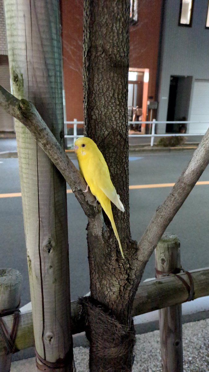 bosabosa_chupak's tweet photo. どっかから脱走したインコだ多分…口笛吹いて指近づけても保護できない😂どうしよう https://t.co/bDPOUG3Tnw