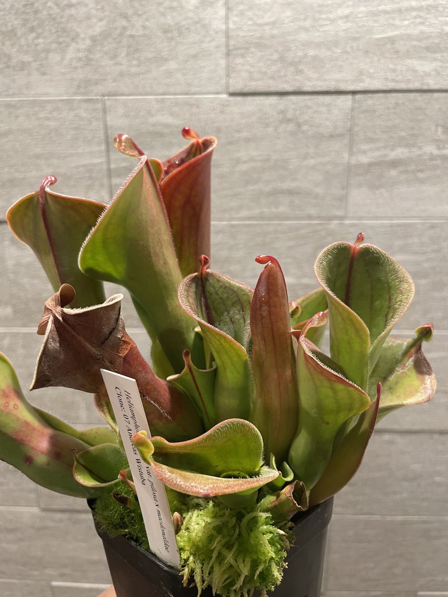 ZaKuRo@ヘリアンフォラ〜 on X: 