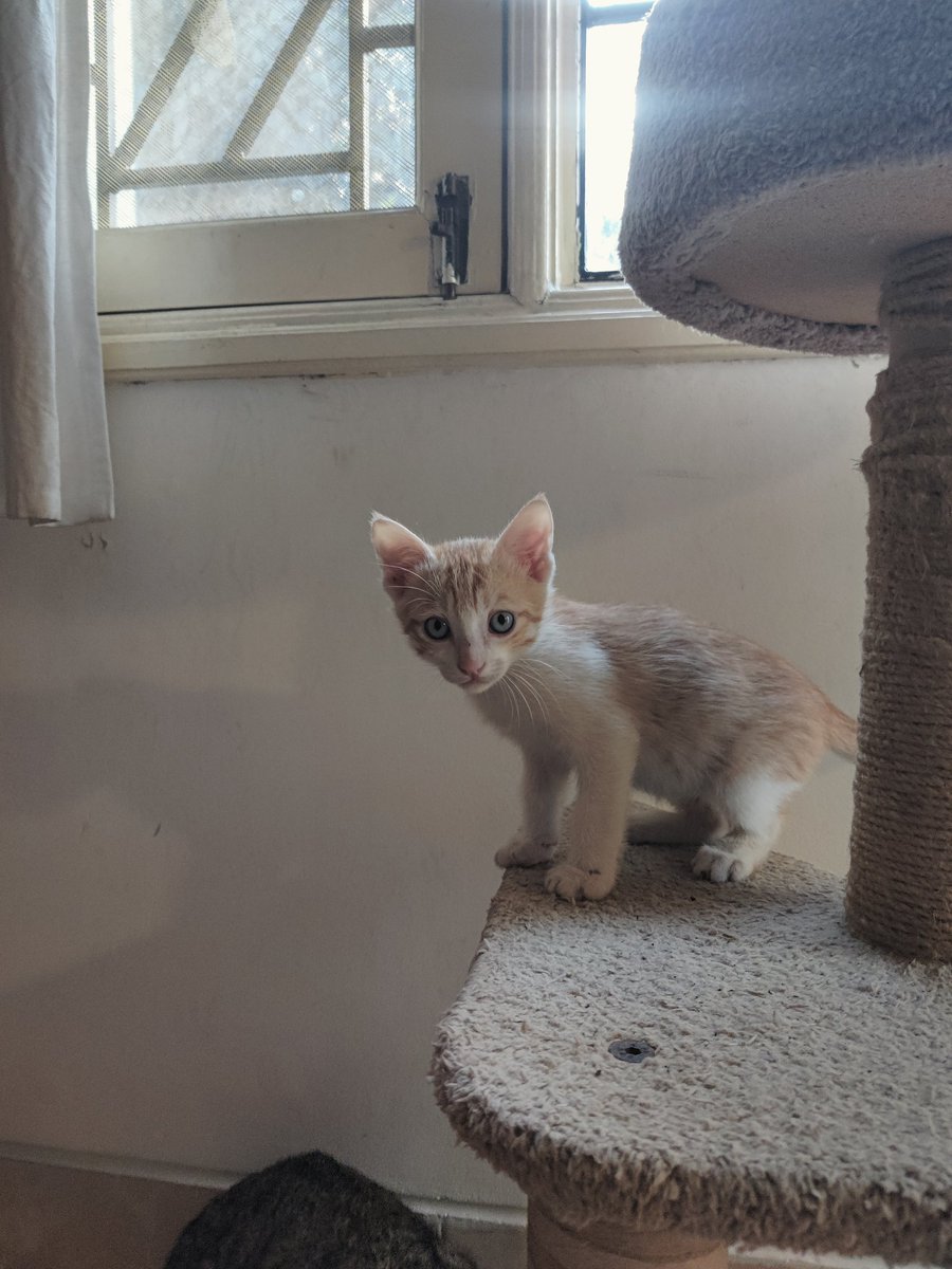 Three 1.5-2 month old healthy kittens available for adoption in Bangalore. Rescued them from the streets and got them dewormed. Very friendly and playful. Hyper energetic and just wholesome to be around. 2 female, 1 male.

Please DM if anyone's interested. And RT for visibility.