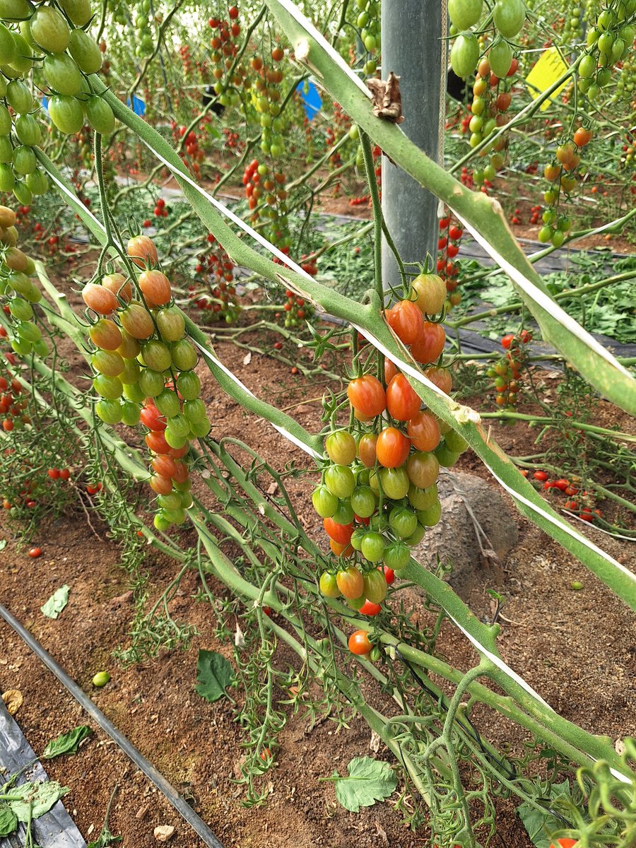 Cultivo de Tomate Cherry Pera en Níjar. La aplicación de la fórmula PRO+PRE, ProAct®aa + PREzym™, de Plant Health Care, para favorecer la fortaleza del cultivo y conseguir uniformidad en el cuaje, mayor producción y buen estado sanitario en épocas de riesgos por enfermedades.