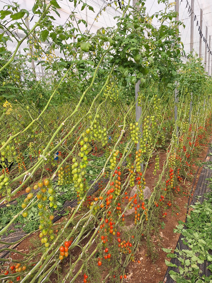 Plant Health Care tweet media
