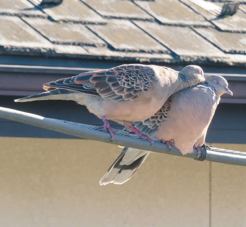 1月31日は愛妻の日♡
#キジバト