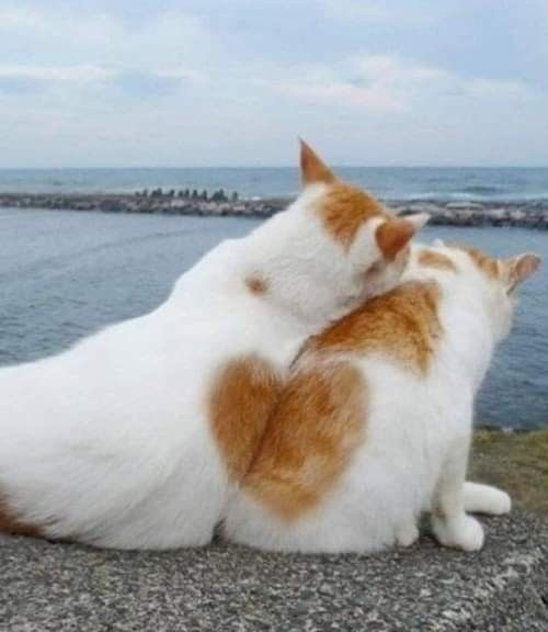 Why you should have a cat tweet media