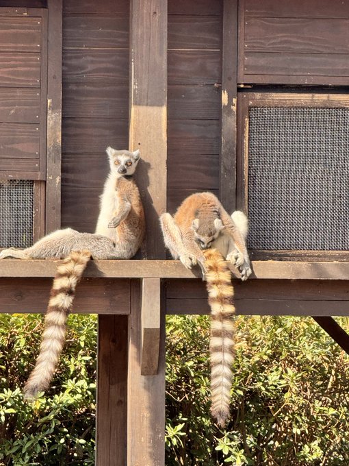 CILLってる動物を見るなどしました 