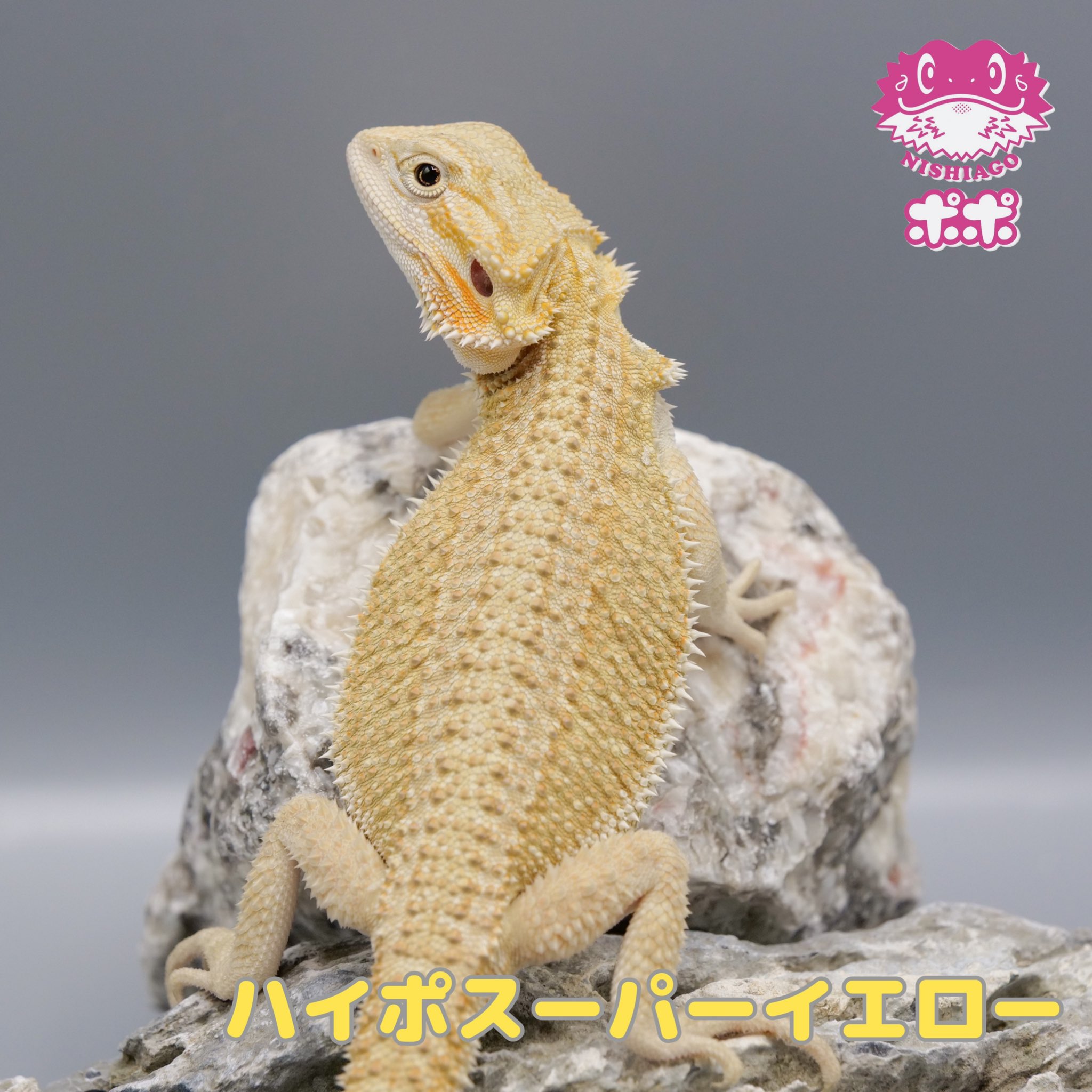 ポポのケージ (@poponocage) / X ポポのケージ (@poponocage) / X