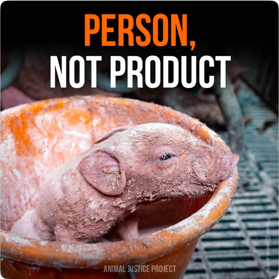 vegan_teacher__'s tweet image. かけがえのない命
製品なんかじゃない

#animaljusticeproject #personnotproduct #ヴィーガン #vegan #動物解放 #animalliberation