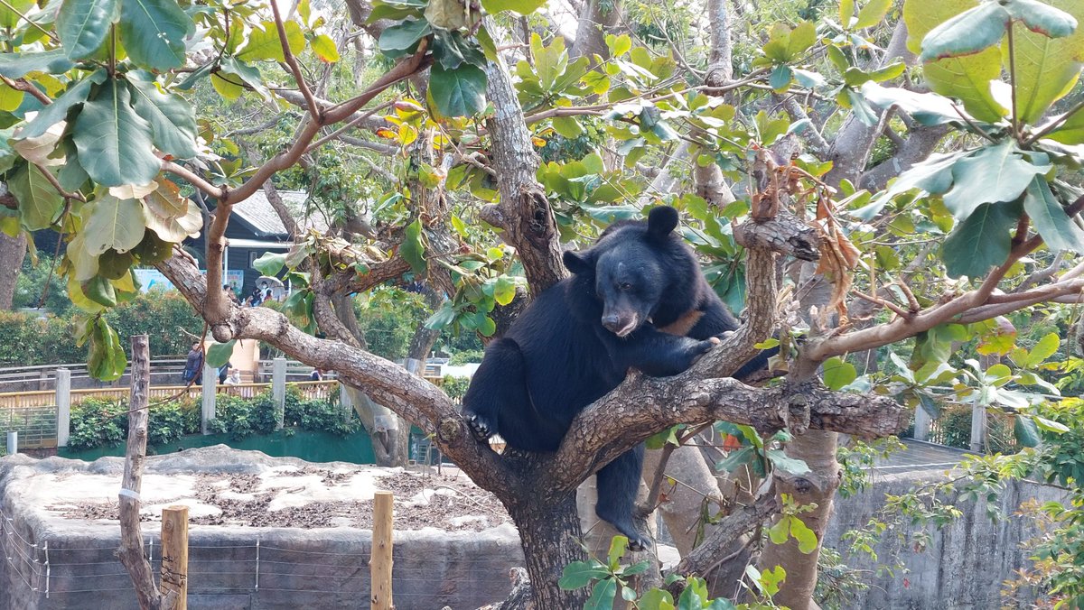 srogeryu's tweet photo. 今天去壽山動物園逛了下 https://t.co/GvzhRl05g2