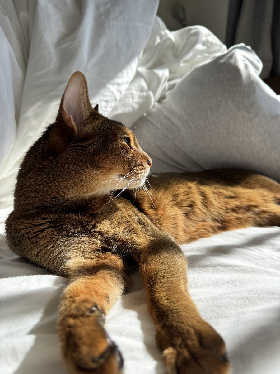 日向を求めて家中旅するとらきち