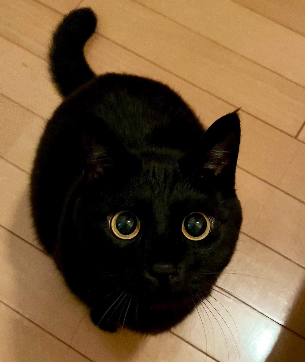 uni_kuroneko's tweet photo. かまってにゃ。

#黒猫 https://t.co/j0vFmuSk8X