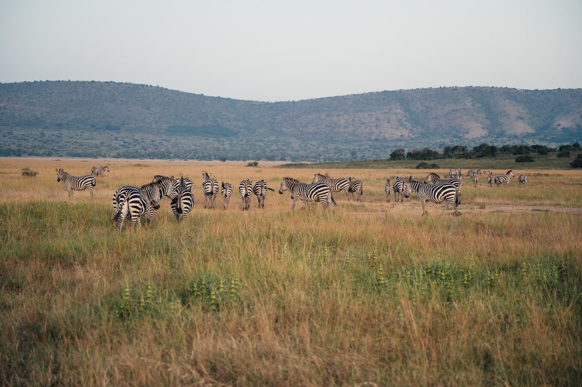 Akagera National Park tweet media