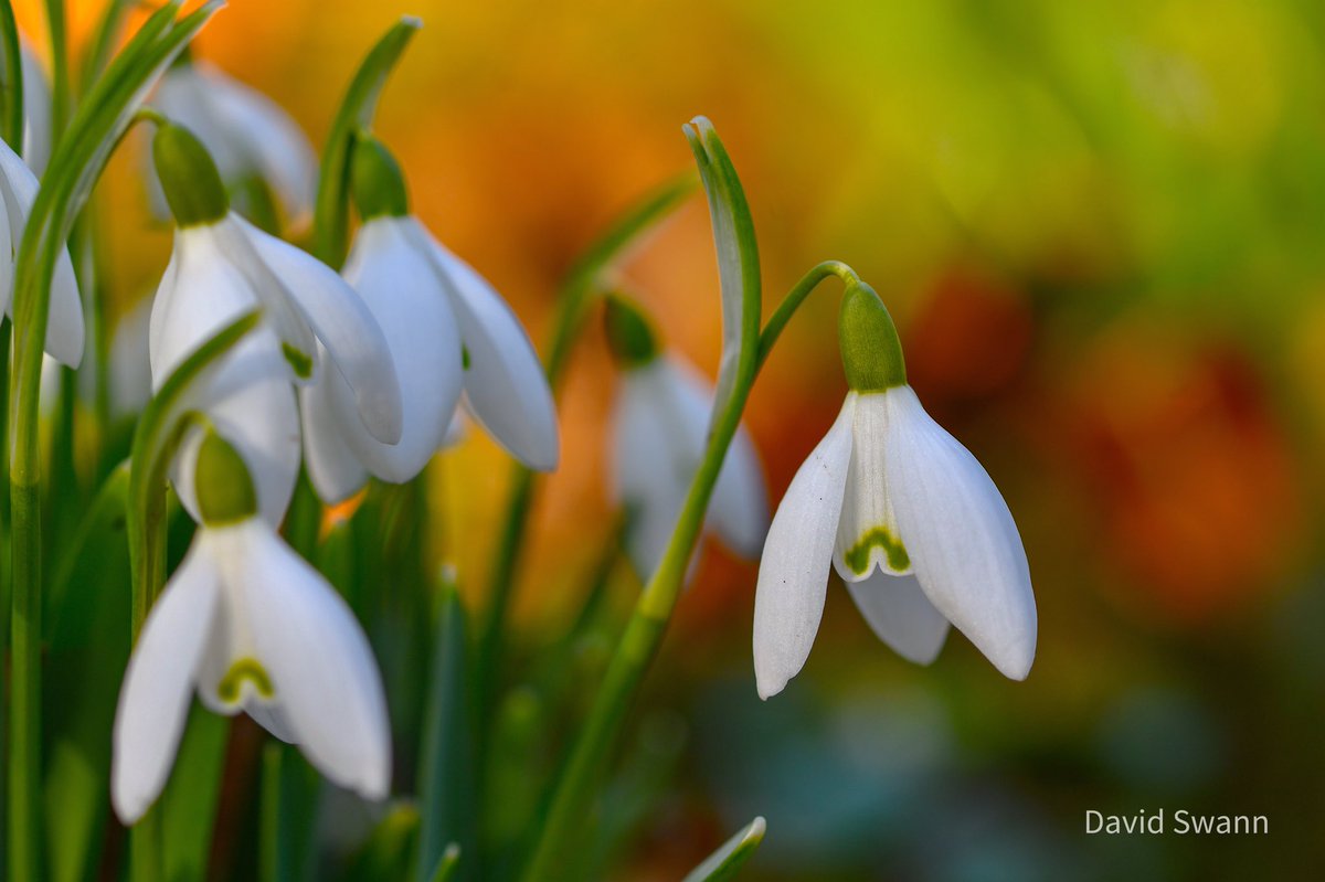 David Swann (@davidswann1) on Twitter photo My first Snowdrop photo of the year. (One of many I suspect so be warned! 😄) There is always a fabulous display each year in the churchyard in Hutton Buscel. <a href="/YorksWildlife/">Yorkshire Wildlife Trust - follow us on Bluesky 🦋</a> @WoodlandTrust <a href="/MacroHour/">#MacroHour 🌿</a> <a href="/ThePhotoHour/">#ThePhotoHour</a> <a href="/wildflower_hour/">wildflowerhour</a> <a href="/CUPOTYawards/">Close-up Photographer of the Year</a> My first Snowdrop photo of the year. (One of many I suspect so be warned! 😄) There is always a fabulous display each year in the churchyard in Hutton Buscel. <a href="/YorksWildlife/">Yorkshire Wildlife Trust - follow us on Bluesky 🦋</a> @WoodlandTrust <a href="/MacroHour/">#MacroHour 🌿</a> <a href="/ThePhotoHour/">#ThePhotoHour</a> <a href="/wildflower_hour/">wildflowerhour</a> <a href="/CUPOTYawards/">Close-up Photographer of the Year</a>