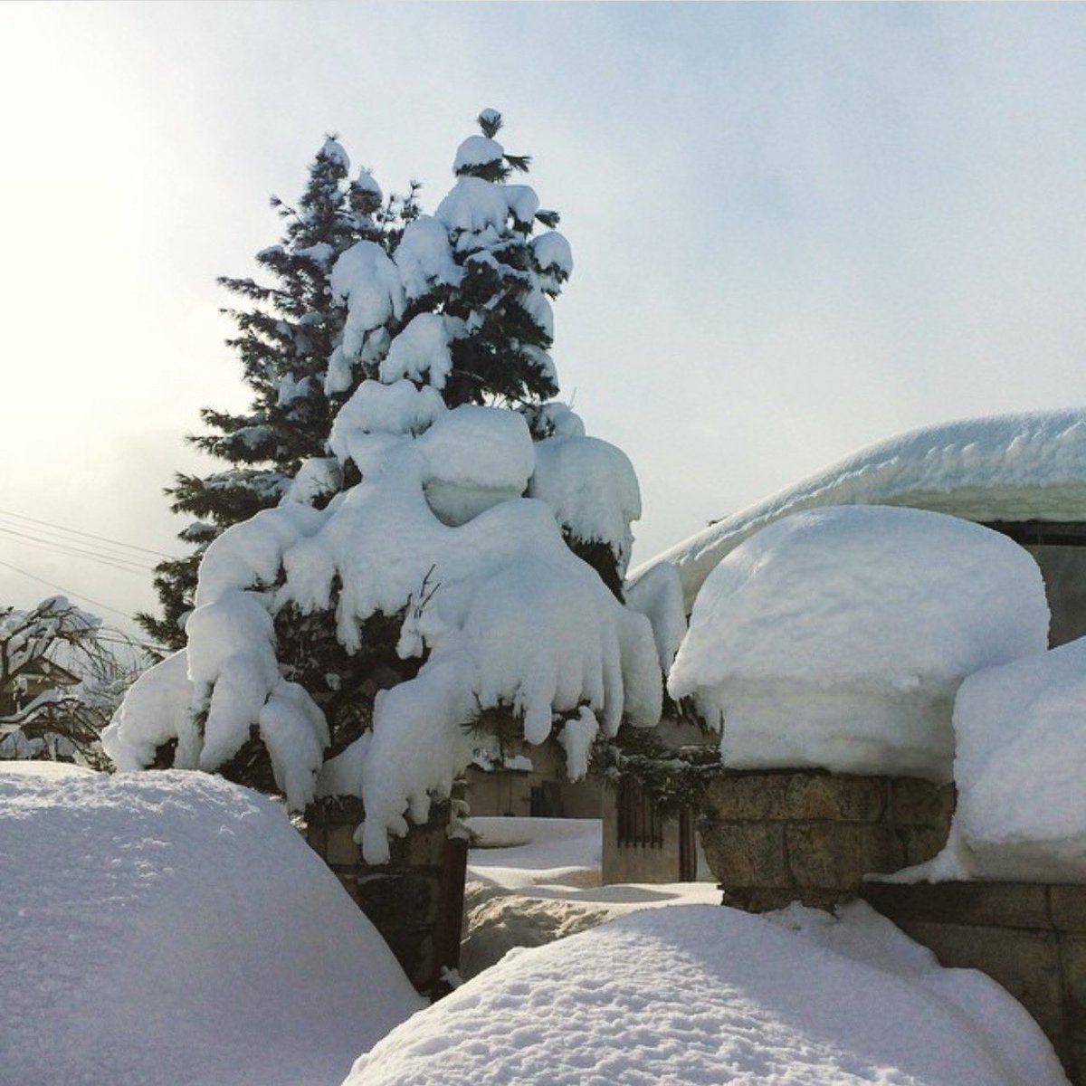 michinara3's tweet image. 東京で警報級の大雪！らしいが、これが数年前の実家の普通の積雪である！そして犬の頭に雪帽子である！あんまり降りすぎると帽子がすぐ落ちちゃうので、毎日少しづつ積もるのが雪帽子に関しては理想です。

 #警報級大雪