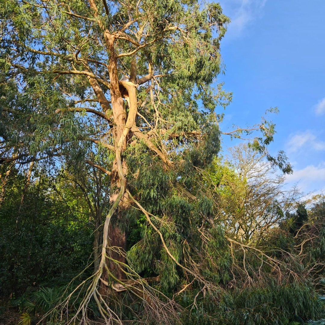 ⚠️ Unfortunately, Logan Botanic Garden will only reopen to visitors from 1 March due to the damage caused by Storm Éowyn.

Approximately 50 trees have been damaged or uprooted and staff are continuing to work hard to assess and clear the damage caused by the storm.