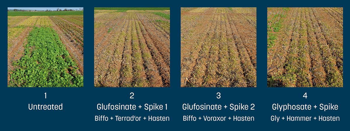 Is the old 'glyphosate with paraquat double-knock' still a useful pre-seed weed control tactic for ARG? 🤔 Dr Chris Preston, <a href="/UniofAdelaide/">Uni of Adelaide</a>, says that glufosinate is a useful alternative knock-down product – but it's not a simple swap 🔀

Full article ➡️ buff.ly/4hgjmfF