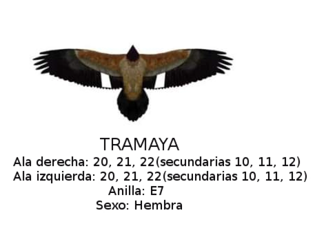 Edu ۞🦀🏞️ (@gomez_llanosedu) on Twitter photo Estas pequeñas cosas me hacen muchísima ilusión! 😍😍 Resulta que por las anillas podemos saber que se trata de Tramaya, una hembra liberada en 2019 y que  tuve la suerte de fotografiar en 2019 y en 2020, ya es toda una quebranta adulta. Ojala viva muchos años más! Estas pequeñas cosas me hacen muchísima ilusión! 😍😍 Resulta que por las anillas podemos saber que se trata de Tramaya, una hembra liberada en 2019 y que  tuve la suerte de fotografiar en 2019 y en 2020, ya es toda una quebranta adulta. Ojala viva muchos años más!