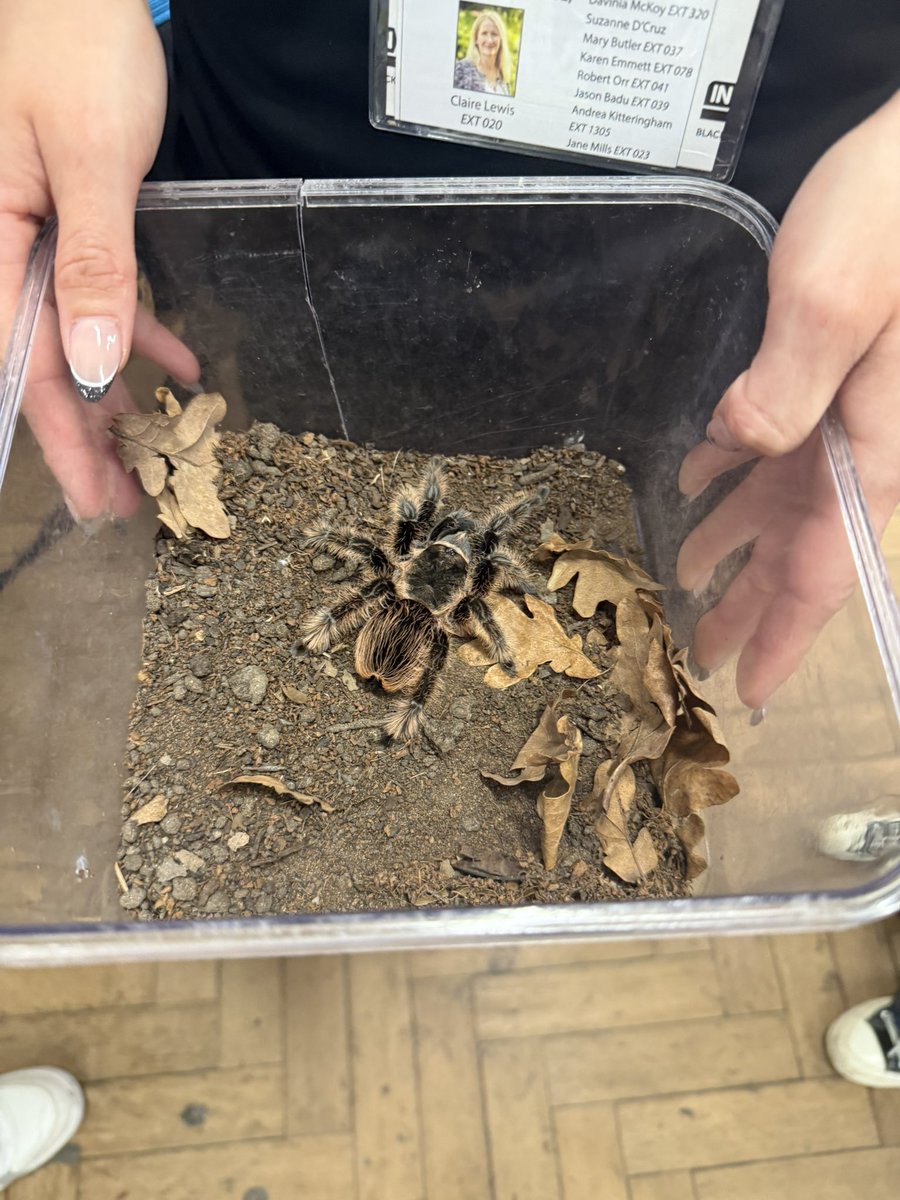 Chiswick School T&L tweet media