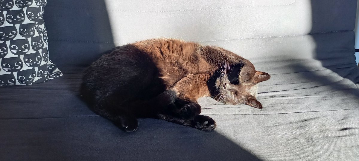 BakApple◬ tweet media