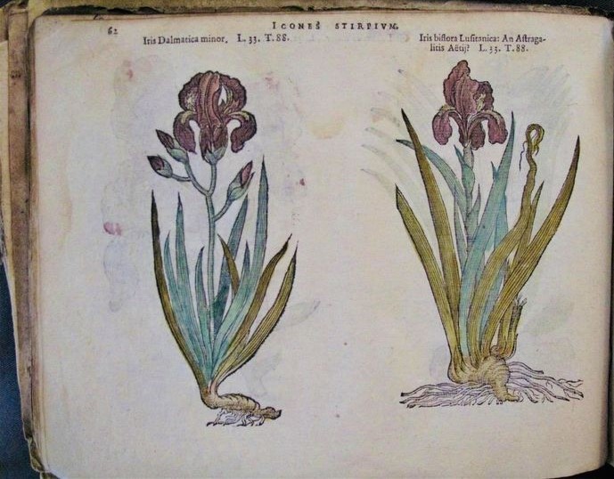 MarshsLibrary's tweet image. In anticipation of St Brigid's day &amp;amp; the start of spring (a bit optimistic perhaps, but that's us), irises from L'Obel's Icones Stirpium, printed in 1591 and then coloured by hand #StBrigidsDay #Spring