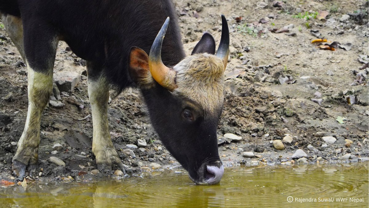 Did you drink enough water today?

Here’s a Gaur staying refreshed in Parsa National Park!

Stay hydrated and enjoy your weekend!