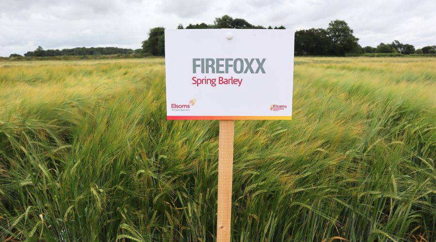 FarmersGuide's tweet image. Two years since gaining full approval for malt distilling use, the high-yielding spring malting barley Firefoxx, bred by@Elsomsseeds, has received commercial interest from maltster @MuntonsPlc 🌾

farmersguide.co.uk/arable/cereals…

#SpringBarley #arable #Firefoxx #Britishfarming