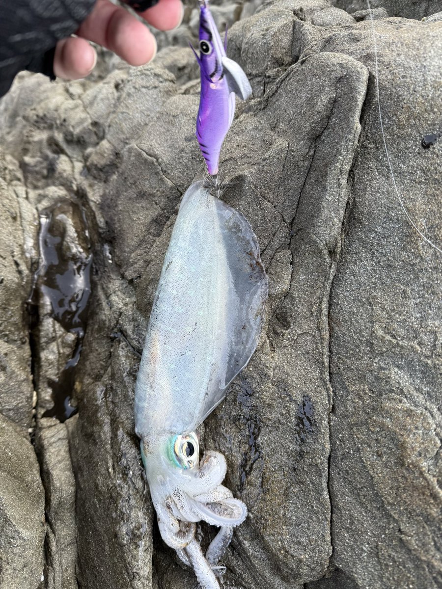 初使用🦑1杯だけキャッチ😄

＃スクイッドジャンキーハグハグ
＃ムラサキシキブ
＃天草
＃hayabusa