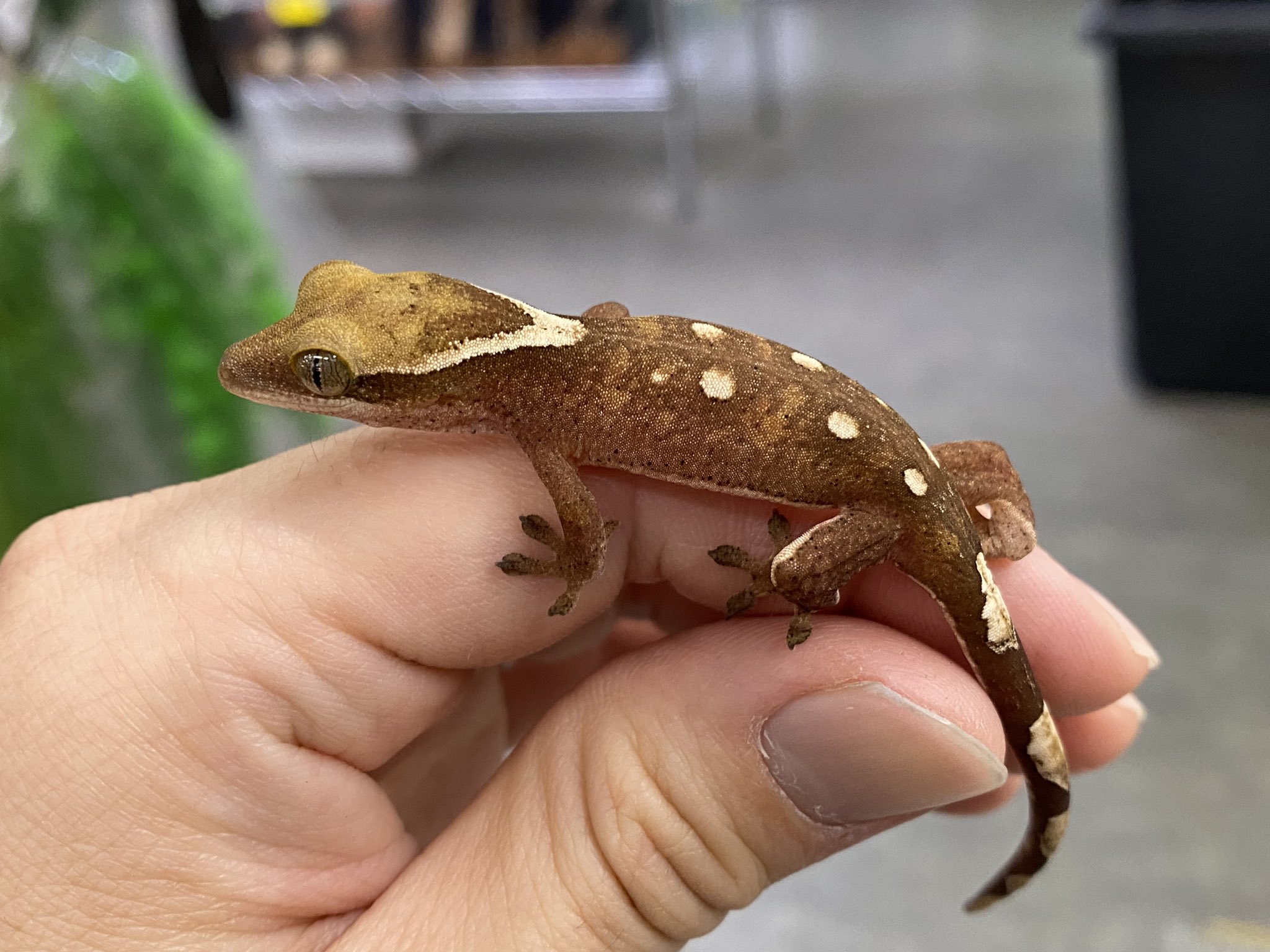 人気種色々！新着樹上棲ヤモリ！！＠みなとペポニ | 名古屋のペット