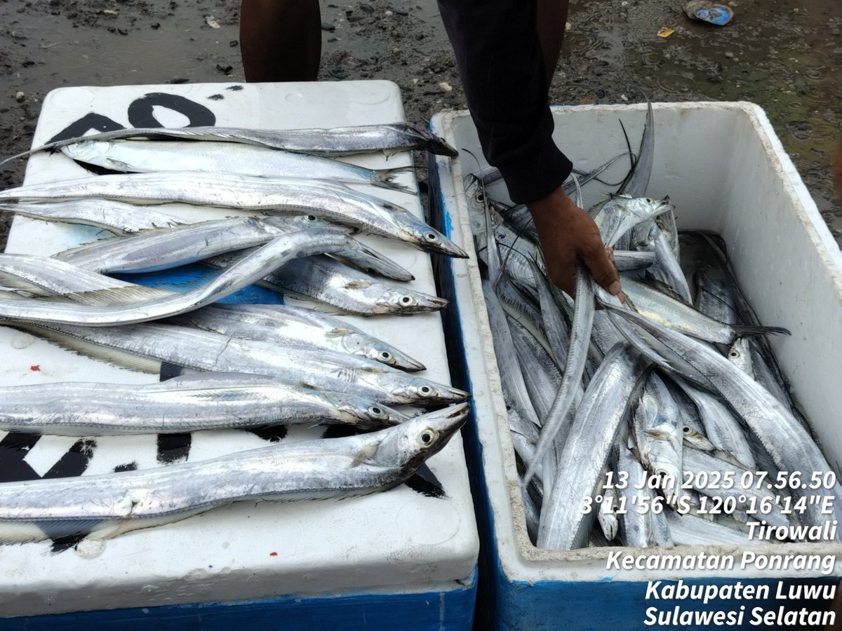 hasrlana80's tweet photo. Senin(13/01), Hasriana, Luhkan Kab.Luwu, Melaporkan Hasil Tangkapan KUB Tirowali (Ketua An.Sutrisno) Desa Tirowali Kec. Ponrang. Hasil tangkapan Ikan Teri hitam 45 Kg dan ikan Layur 18 Kg, harga jual ikan Teri 25.000/kg
#GiatLuhkanSatminkalMaros #luhlapor
@BRPBAP3_Maros
@pusluhKP https://t.co/rqqgcYMYJV